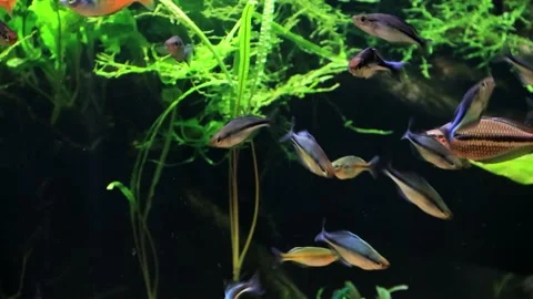 Aquarium rainbow fish Stock Footage 203423226