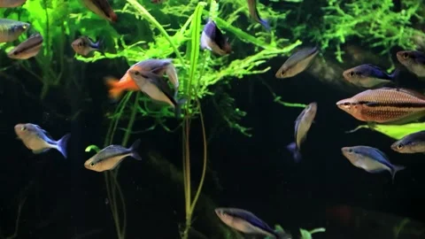Aquarium rainbow fish Stock Footage 218679734