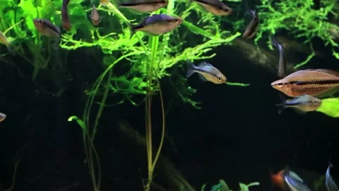 Aquarium rainbow fish Stock Footage 221539733