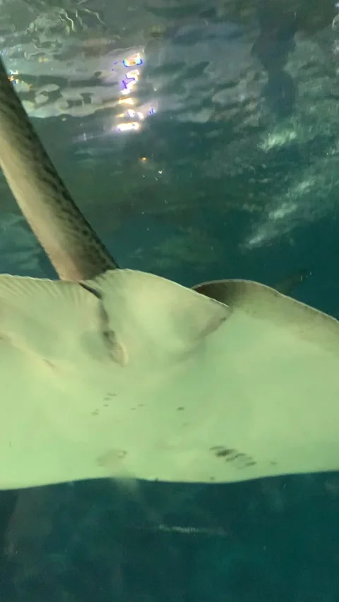 Aquarium ray in Shanghai Stock Footage 342561692
