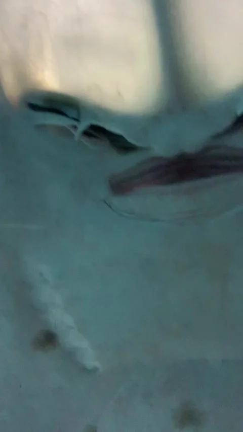 Aquarium ray in Shanghai Video stock 342561700