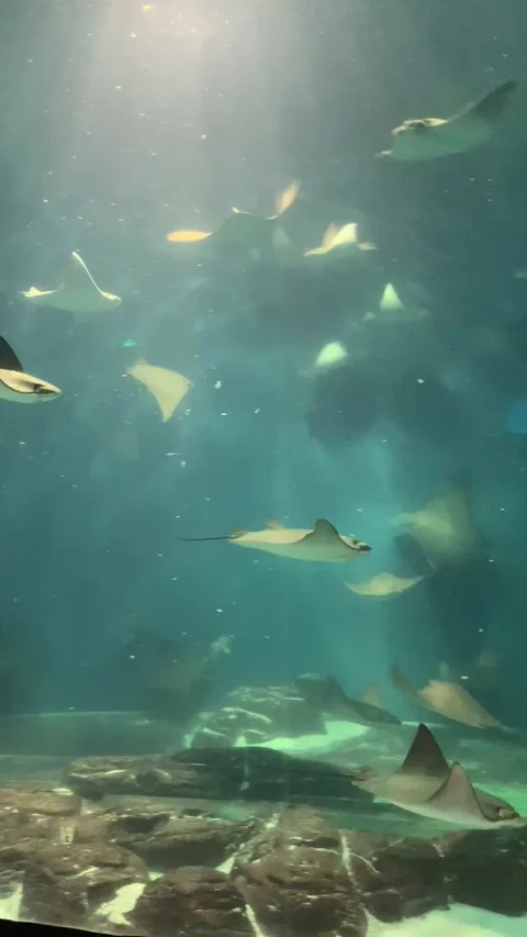 Aquarium with rays in Shanghai Vidéo 342561650