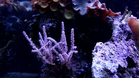 Aquarium Reef Stock Footage 134229909