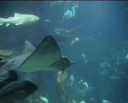 Aquarium scene with ray Stock-Footage 89079