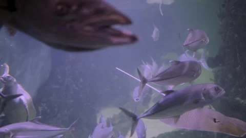 Aquarium Scene With Rays and School of Fish Swimming in a Large Tank. Stock Footage 330638746