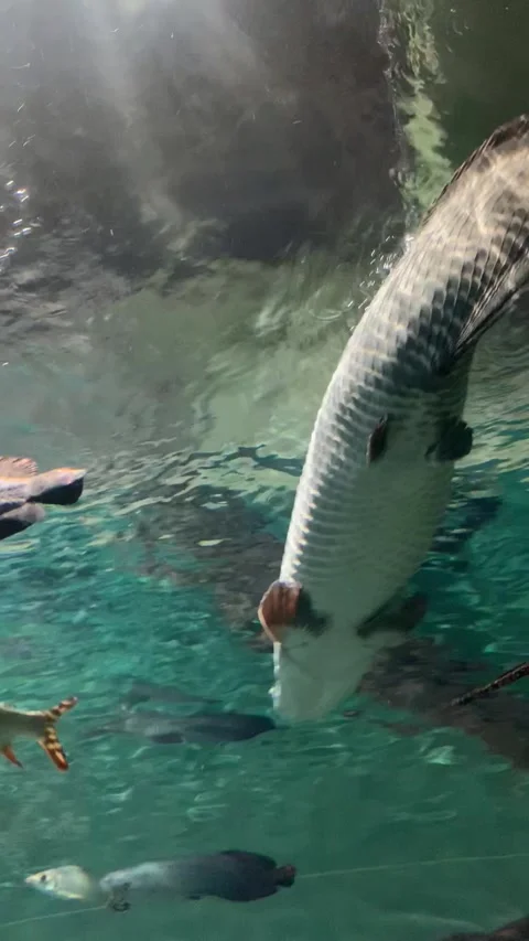 Aquarium in Shanghai Video stock 342561564