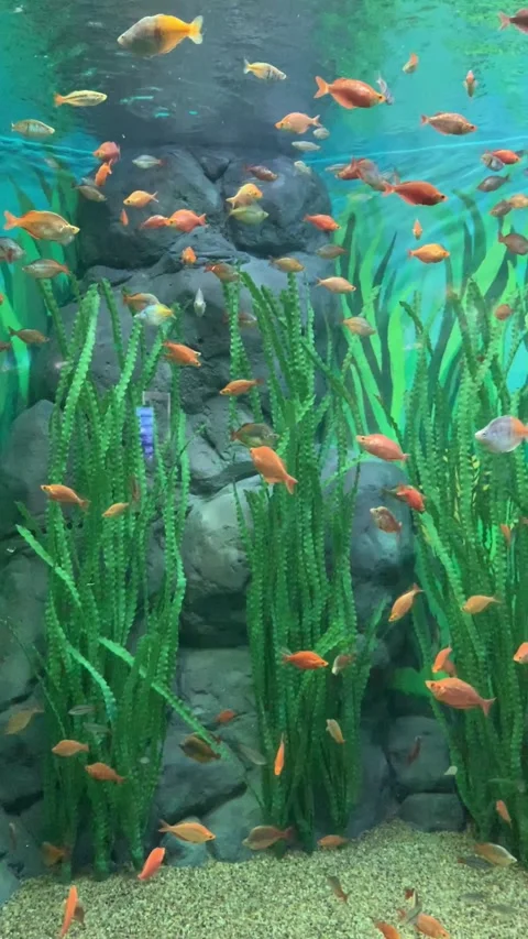 Aquarium in Shanghai Video stock 342561573