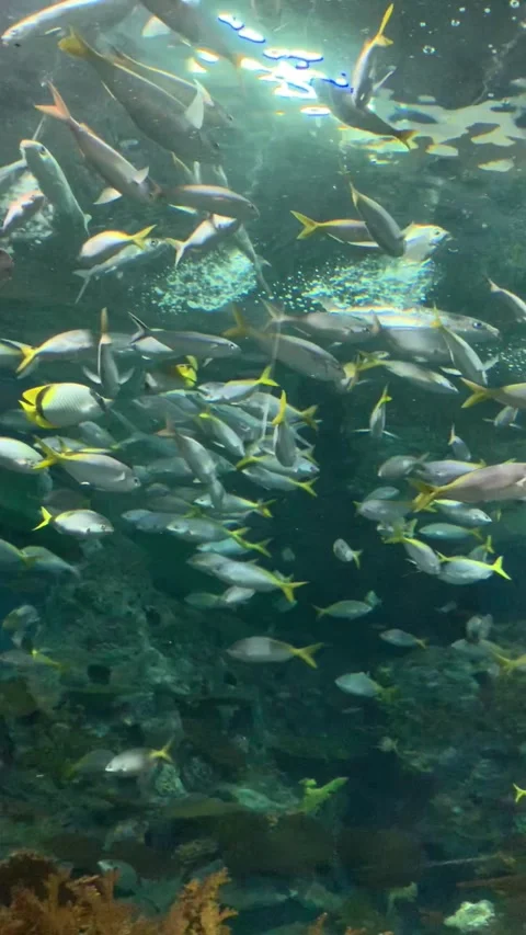 Aquarium in Shanghai Vidéo 342561766