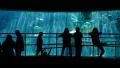 Aquarium Silhouettes 02 Family Crowds HD Footage