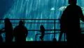 Aquarium Silhouettes 03 Family Crowds HD Footage