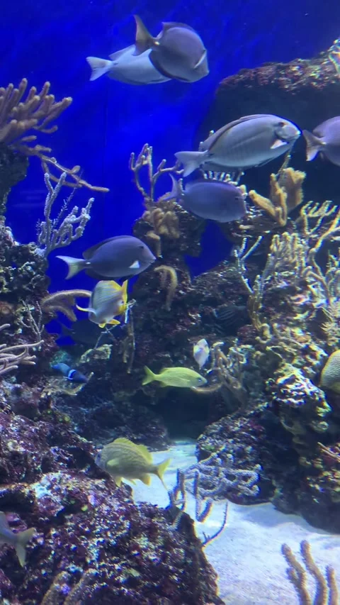 Aquarium in Singapore Video stock 344577603