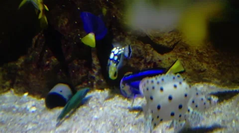 Aquarium With Small Fish Stock Footage 45454077