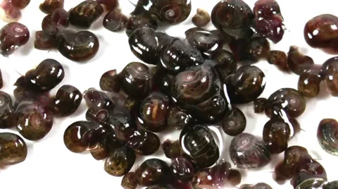 Aquarium snails Stock Footage 36677886