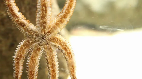Aquarium Starfish Stock Footage 35532182