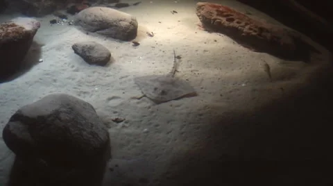 Aquarium - stingray 01 Stock Footage