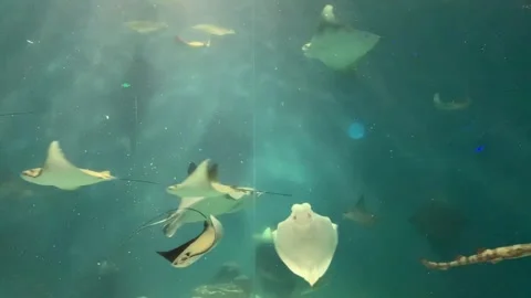 Aquarium with stingrays in Shanghai Video stock 342561652