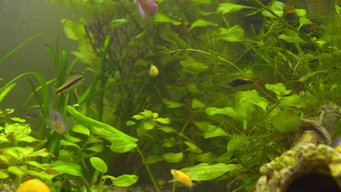 Aquarium Ternetia Glo float in blue light Stock Footage 146809488