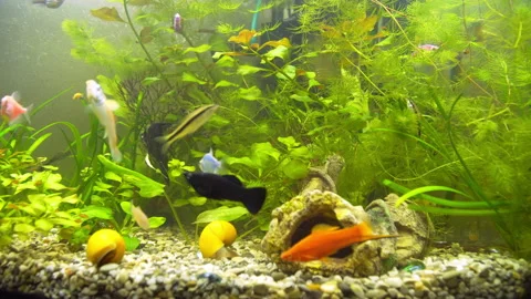 Aquarium Ternetia Glo float in blue light 動画素材 146809993
