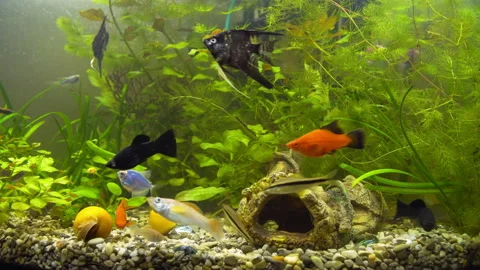 Aquarium Ternetia Glo float in blue light 動画素材 146810053