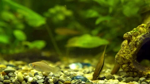Aquarium Ternetia Glo float in blue light Video stock 146810112