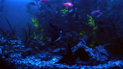 Aquarium Ternetia Glo float in blue light 스톡 동영상 146810199