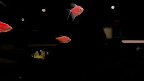 Aquarium with tiny orange, blue, pink black tetra fish Ternetzi Video stock 302728170