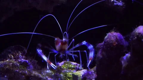 Aquarium Tropical Video stock 43340029