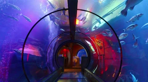 Aquarium Tunnel Stock Footage 59187849