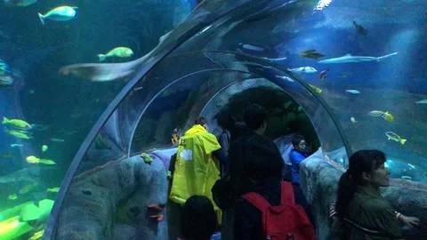 Aquarium Tunnel Video stock 137741077