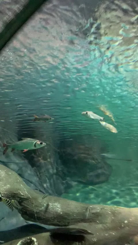 Aquarium tunnel in Shanghai Video stock 342561553