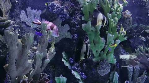 Aquarium in Turkey. Stock Footage 49469025