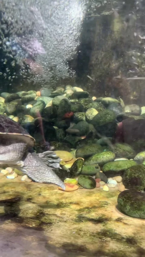 Aquarium turtle in Kuala Lumpur Vídeos de archivo 343445186