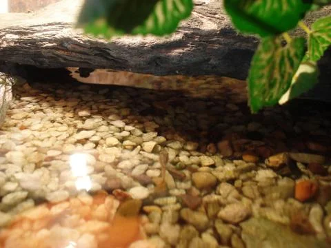 Aquarium for turtle Stock-Fotos