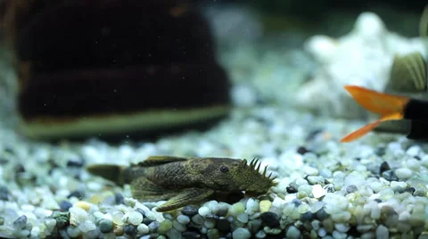 Aquarium with ugly fish and a shell Stock Footage 36436989