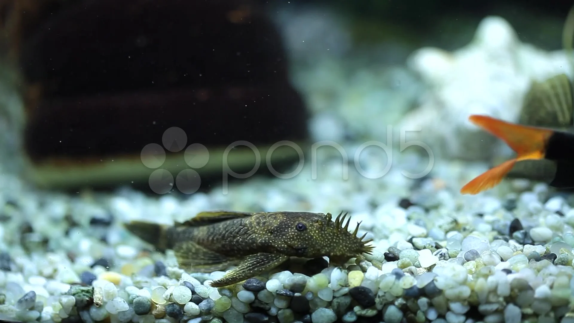 Ugly freshwater best sale aquarium fish