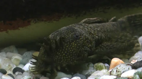 Aquarium with ugly fish Stock Footage 36436784