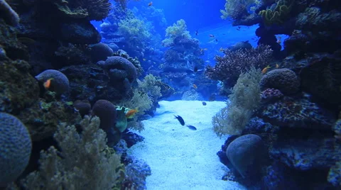 Aquarium underwater observatory Eilat, Israel Stock Footage