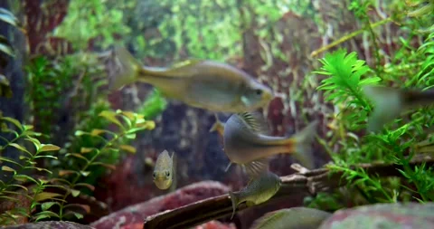 Aquarium with Various Fish Stock Footage 285235462