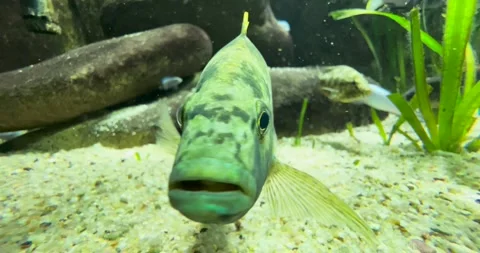 Aquarium with Various Fish Stock Footage 285235895