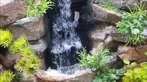 Aquarium with waterfall Stock Footage 101123234