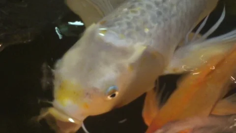 Aquarium with a white fish Stock Footage 102265856