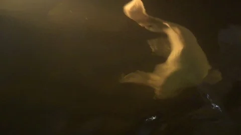 Aquarium with a white fish Stock Footage 102266058