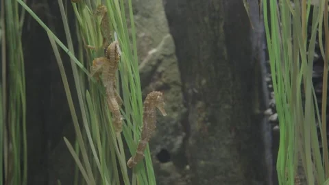 Aquarium00005539 Stock Footage 244221869