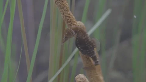 Aquarium00009823 Stock Footage 244221867