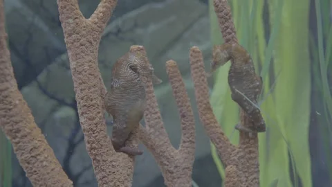 Aquarium00010987 Stock Footage 244222032
