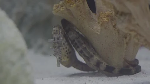 Aquarium00012939 Stock Footage 244221969