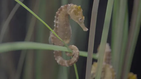 Aquarium00013803 Stock Footage 244222018