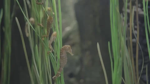 Aquarium00016911 Stock Footage 244223584