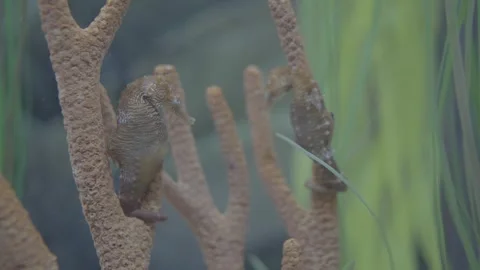 Aquarium00020839 Stock Footage 244222885