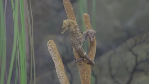 Aquarium00028519 Stock Footage 244223928